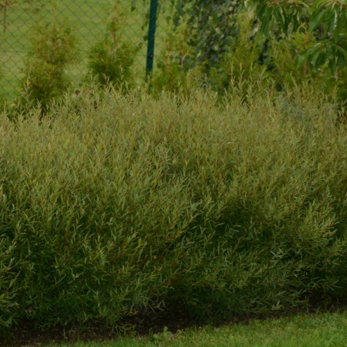 Salix purpurea 'Nana' - Punapaju 'Nana'